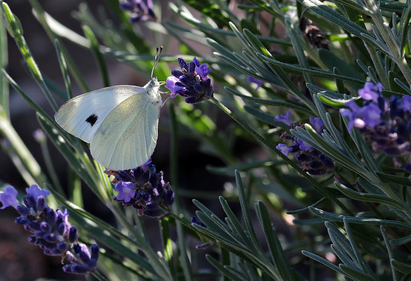 Butterfly feeding off lavender plant