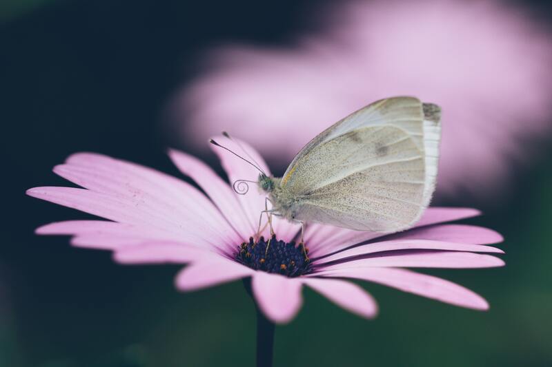 Close up of a butterfly resting on a flower