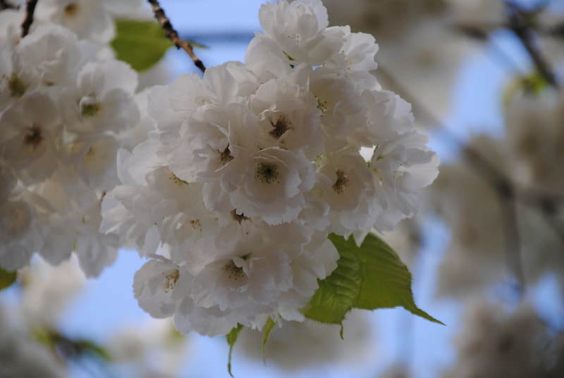 Beautiful white blossom on a tree