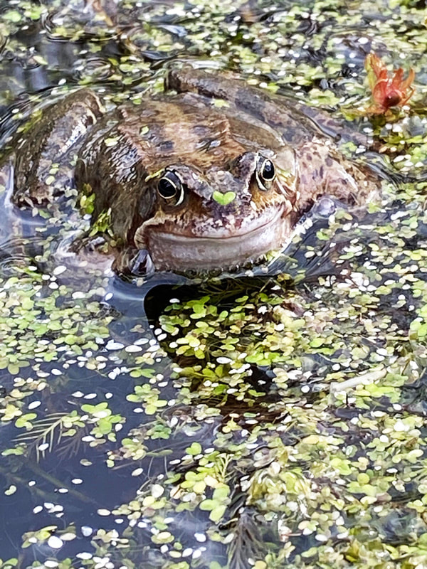 Frog swimming in pond
