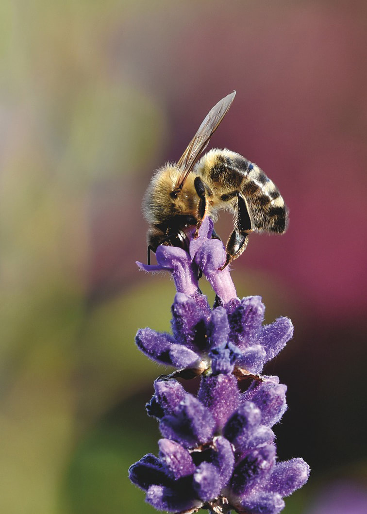 Bee feeding off the top of a lavender plant