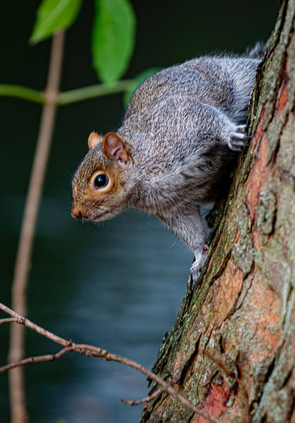Squirrel climbing down tree