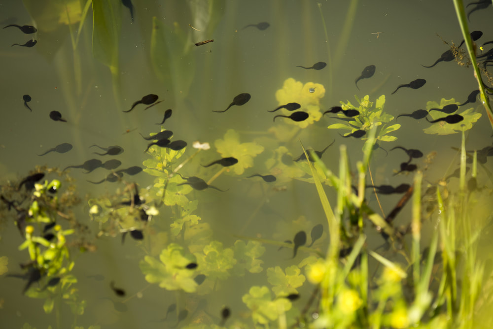 Tadpoles swimming in pond